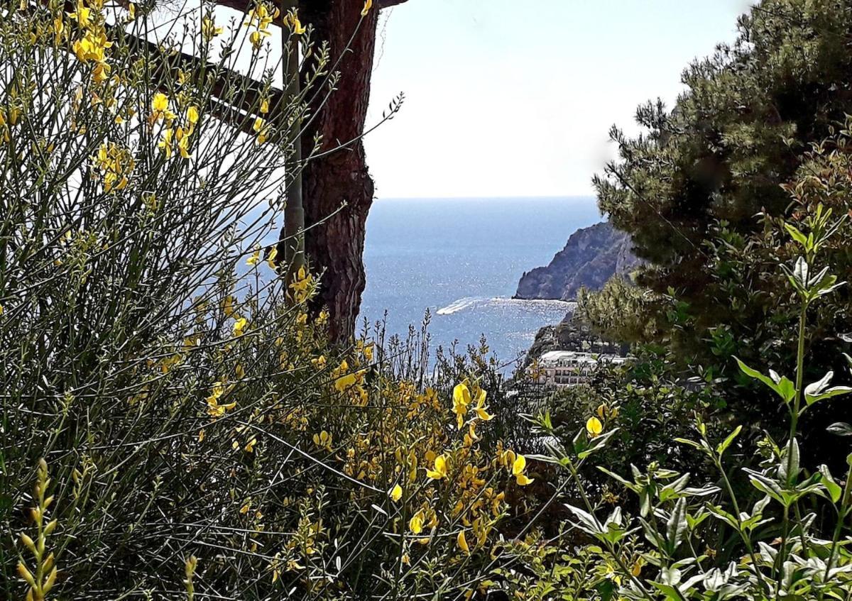 Villetta Rosetta Κάπρι Εξωτερικό φωτογραφία